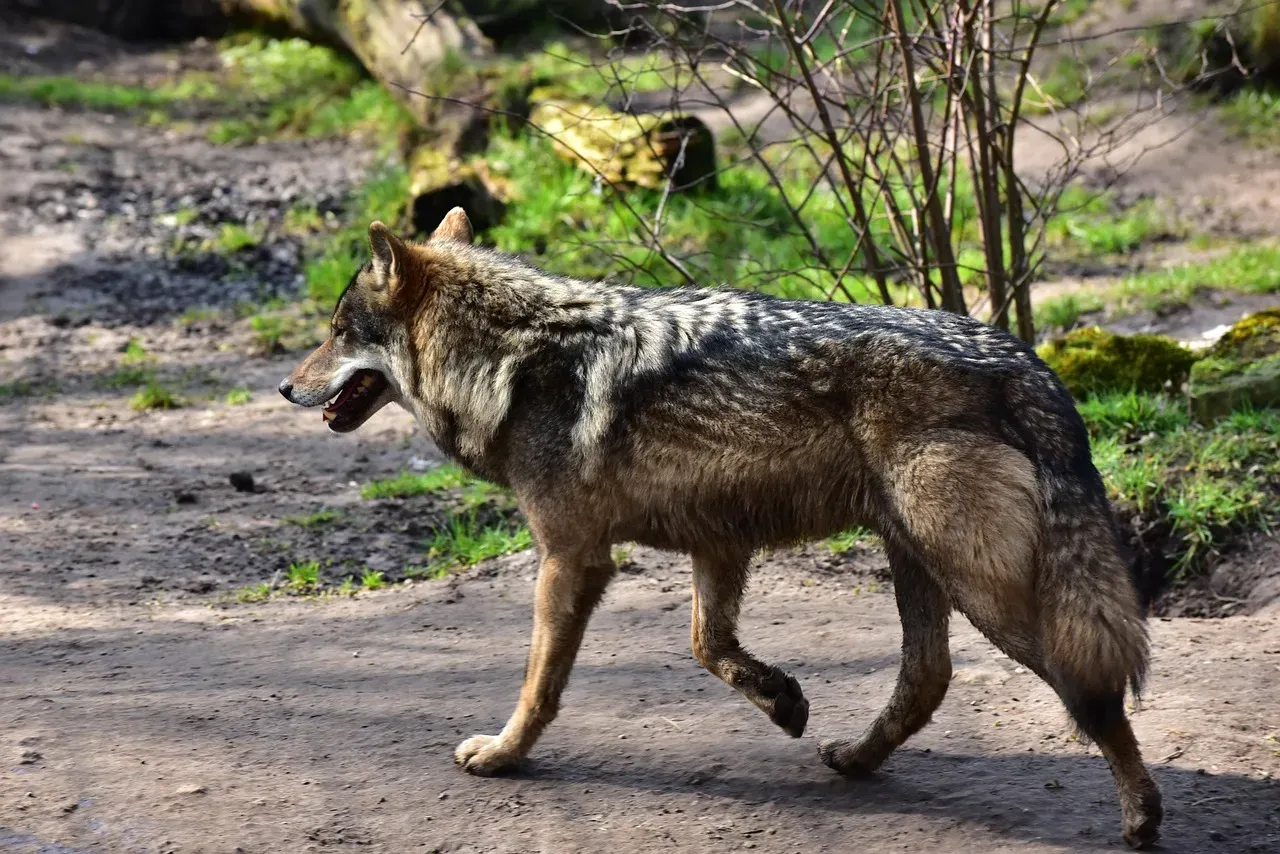 #4: Wolves Are Remarkable Long-Distance Travelers (Image Credits: Pixabay)
