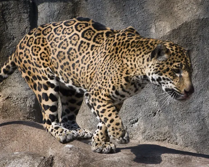 Blasts of Speed Up to 50 MPH (Image Credits: Flickr)