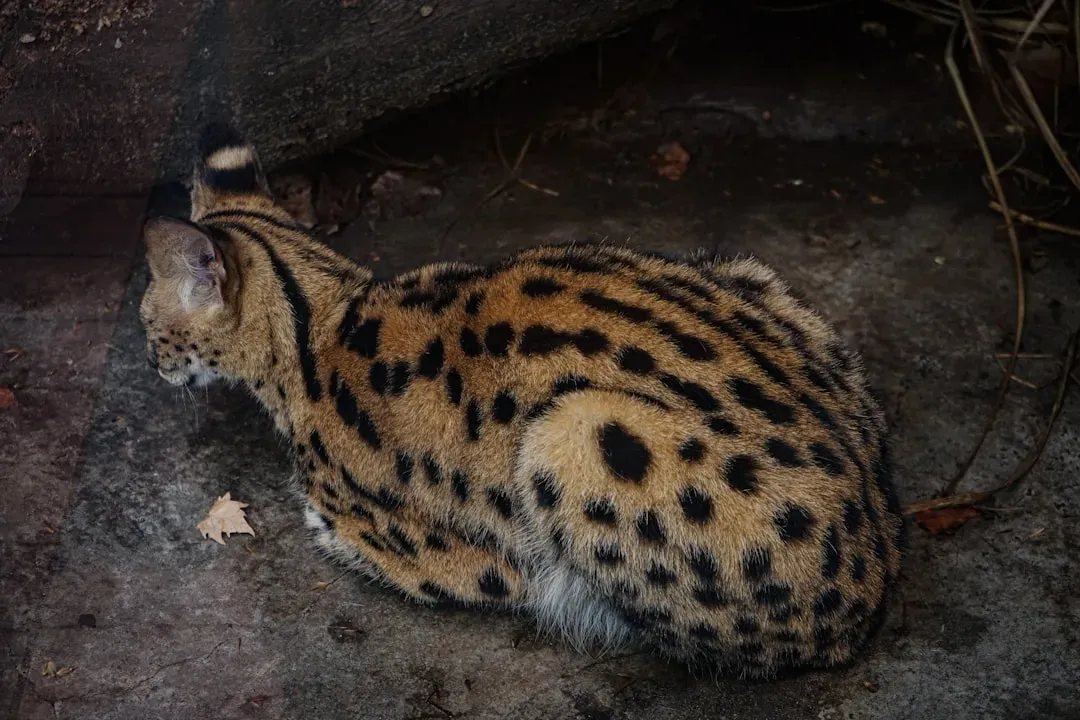 8. The Cat That Accidentally Created a Domestic Breed (Image Credits: Unsplash)