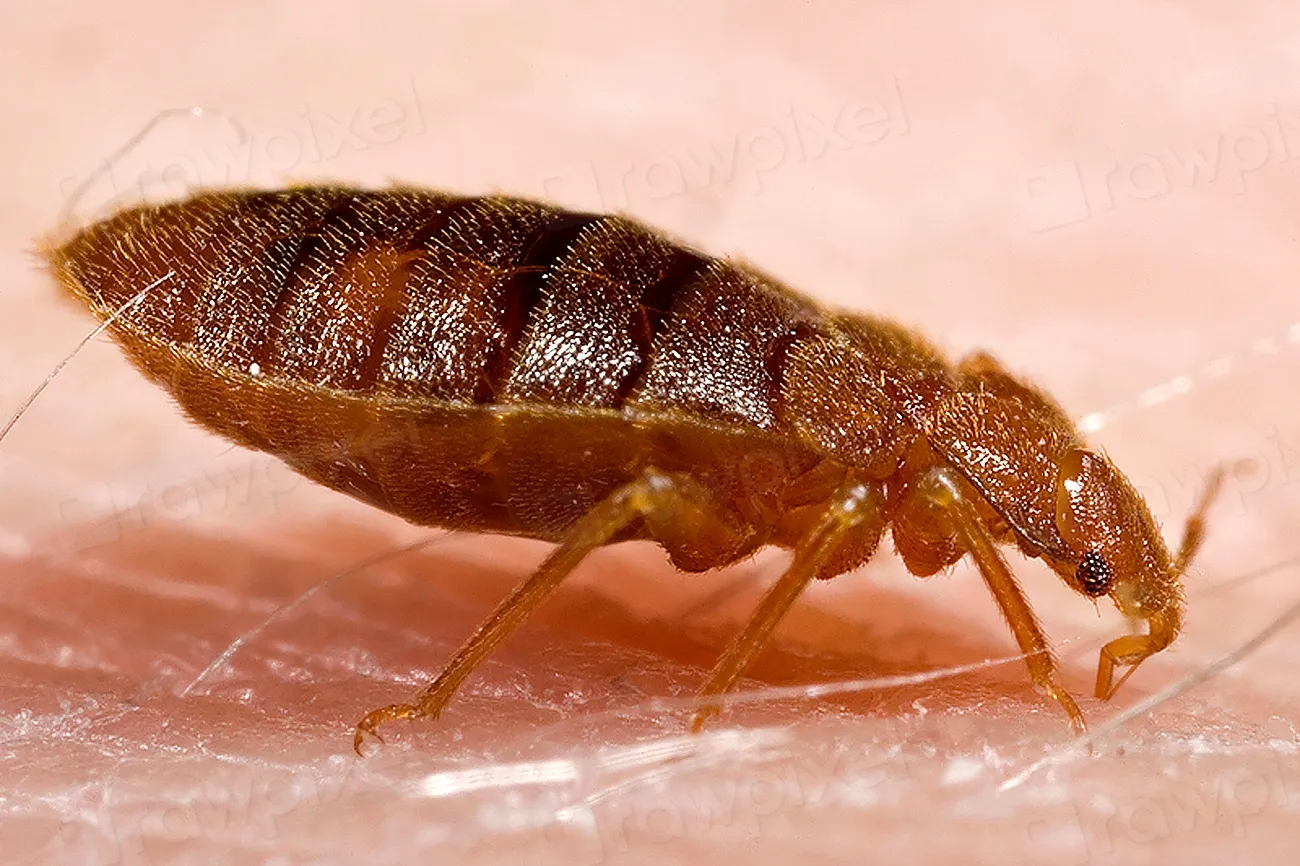 #16 - Using Home Flea "Remedies" Like Garlic and Alcohol (Image Credits: Rawpixel)