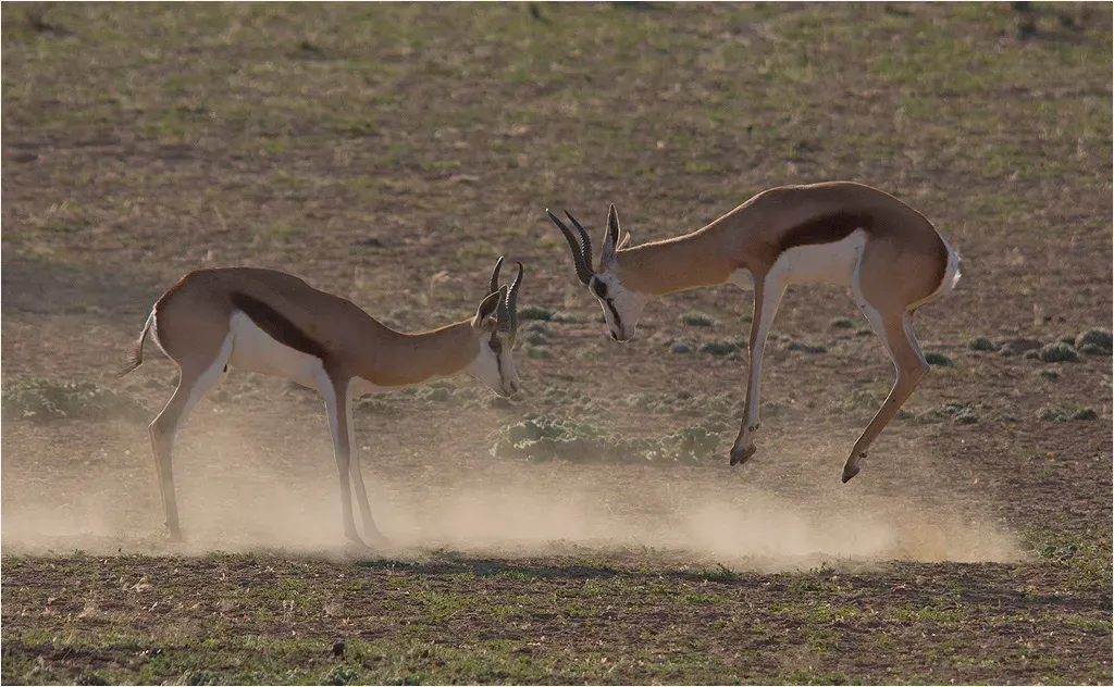 3. The Mysterious Purpose of Animal Play (Image Credits: Wikimedia)