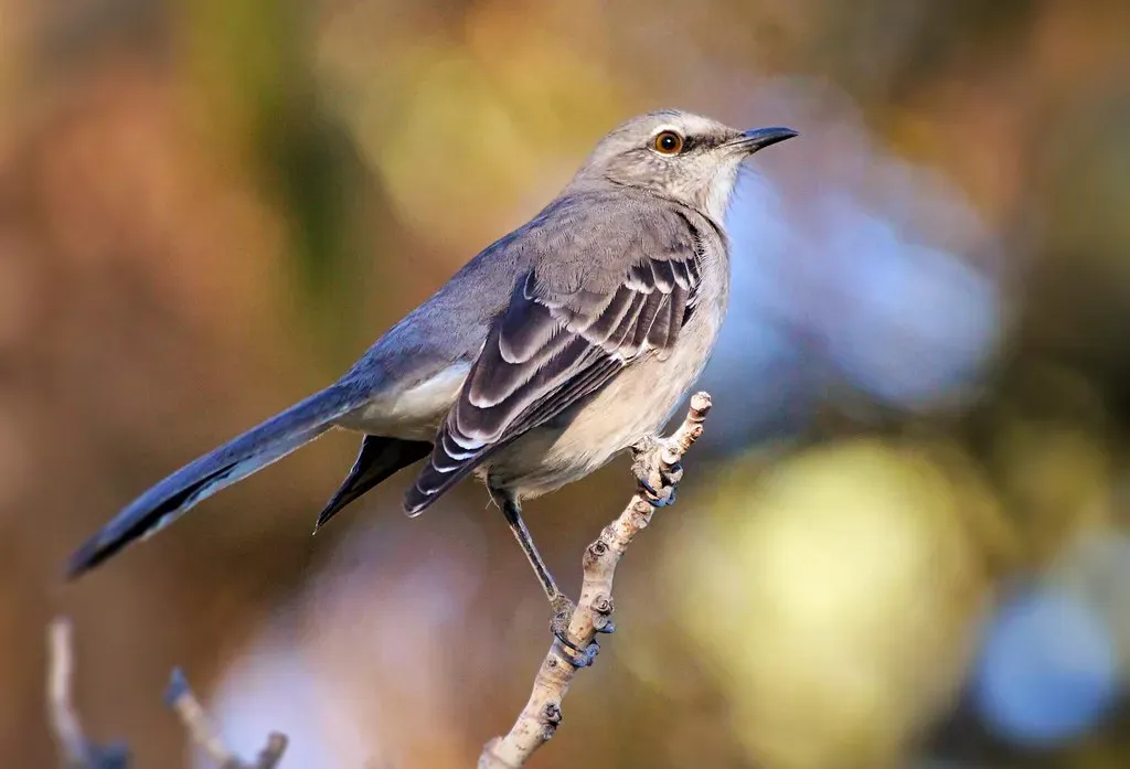 10. Northern Mockingbird: The Versatile Insect Hunter (Monkeystyle3000, Flickr, CC BY 2.0)