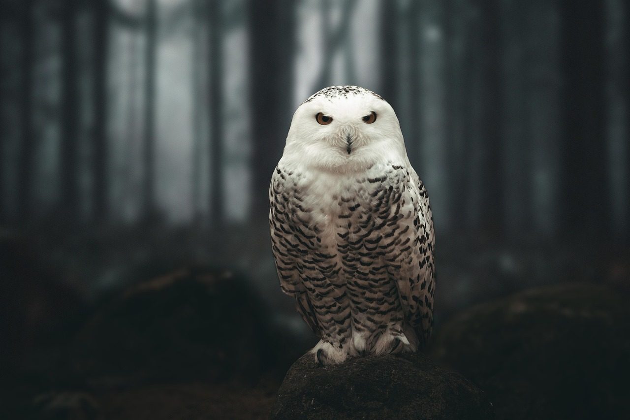 Libra: The Spotted Owl (Image Credits: Pixabay)