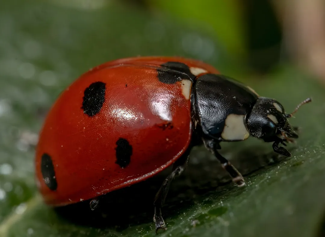 Ladybugs: The Shelter Seekers (Image Credits: Unsplash)