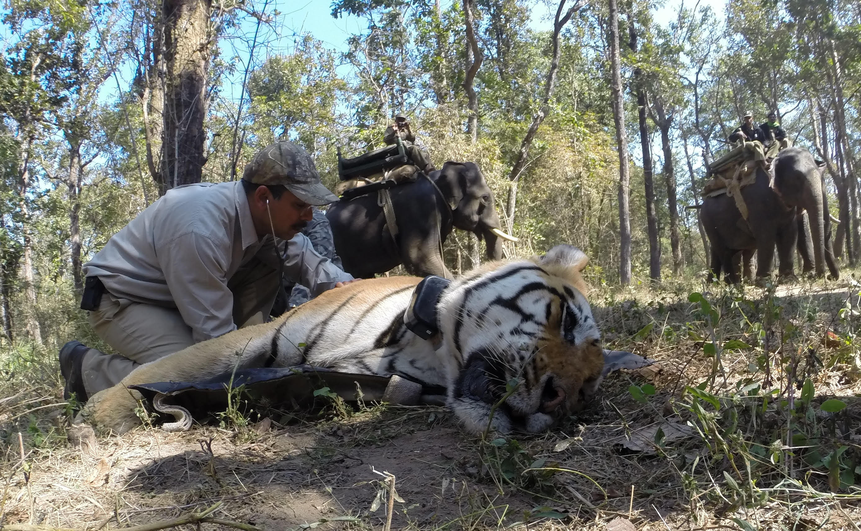 Implications for Conservation and Human-Tiger Coexistence (Image Credits: Wikimedia)