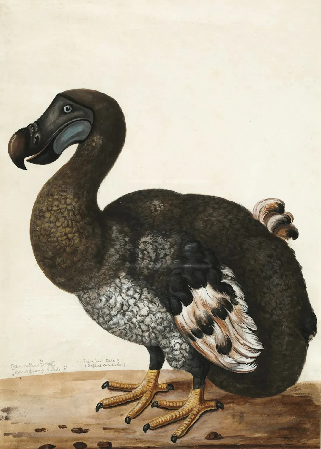 4. The Dodo: The Poster Child of Human-Caused Extinction (Image Credits: Unsplash)