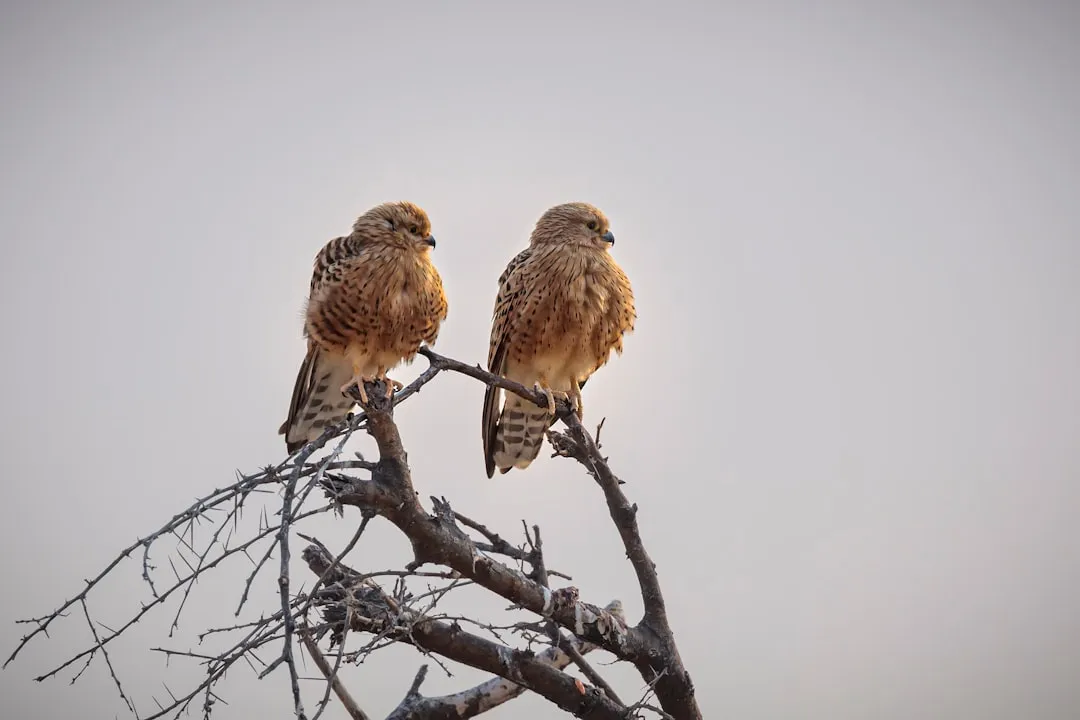 #6 Courtship comes with a food delivery service (Image Credits: Unsplash)