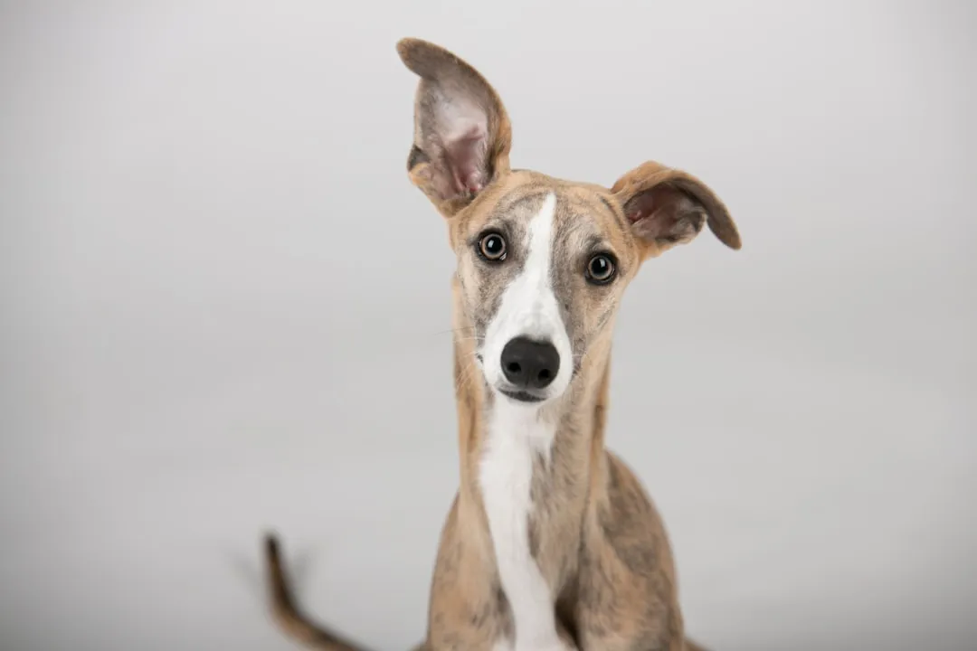 #10 Italian Greyhound (Image Credits: Unsplash)