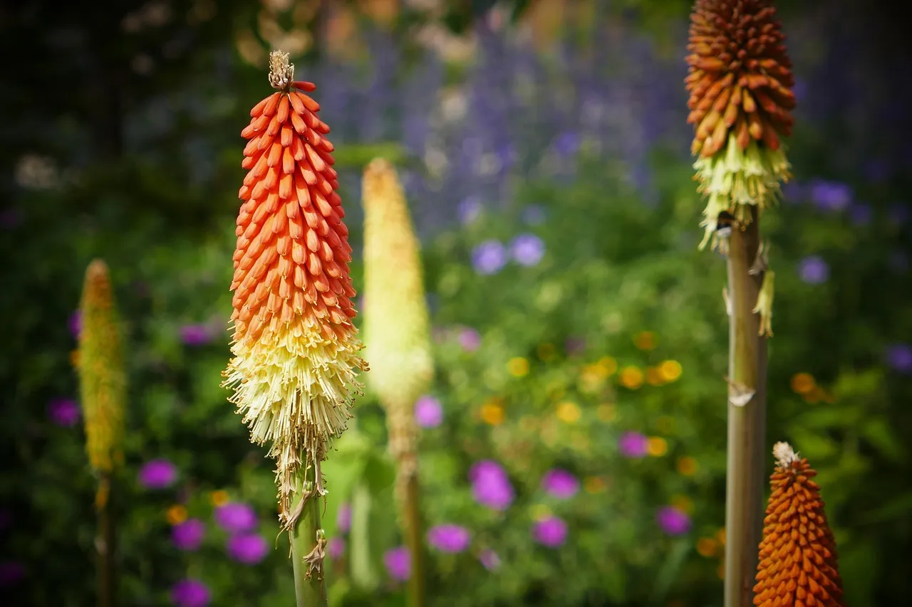 #16 - Red Hot Poker (Kniphofia): The Slow-Burn Torch (Image Credits: Pixabay)
