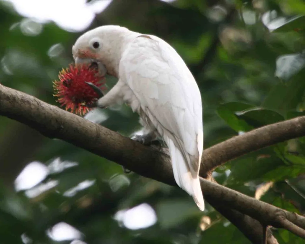 Goffin's Cockatoos: Tool Innovators (Lip Kee, Flickr, CC BY-SA 2.0)