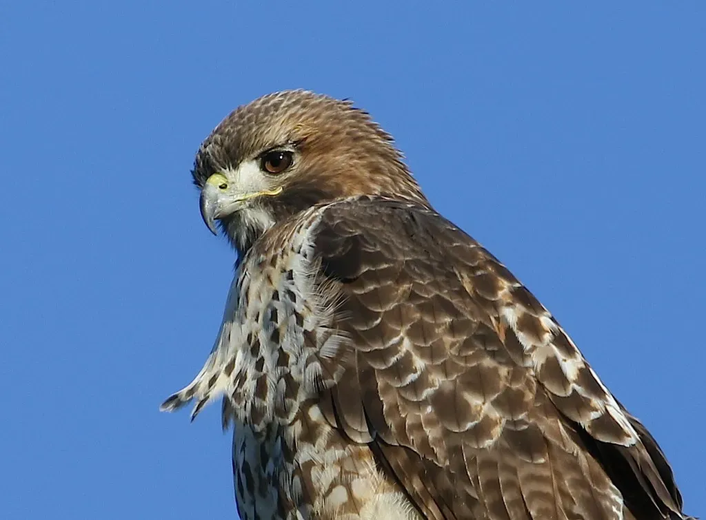 #4. That Iconic Eagle Scream You Hear in Movies? It's Actually a Red-Tail (Under the same moon..., Flickr, CC BY 2.0)