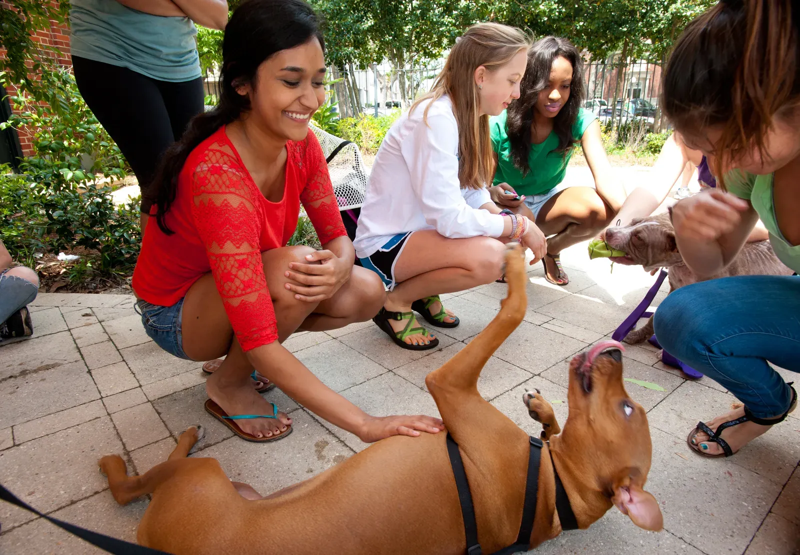 #2 Puppies Who Beat the Odds (Puppies-12, CC BY 2.0)