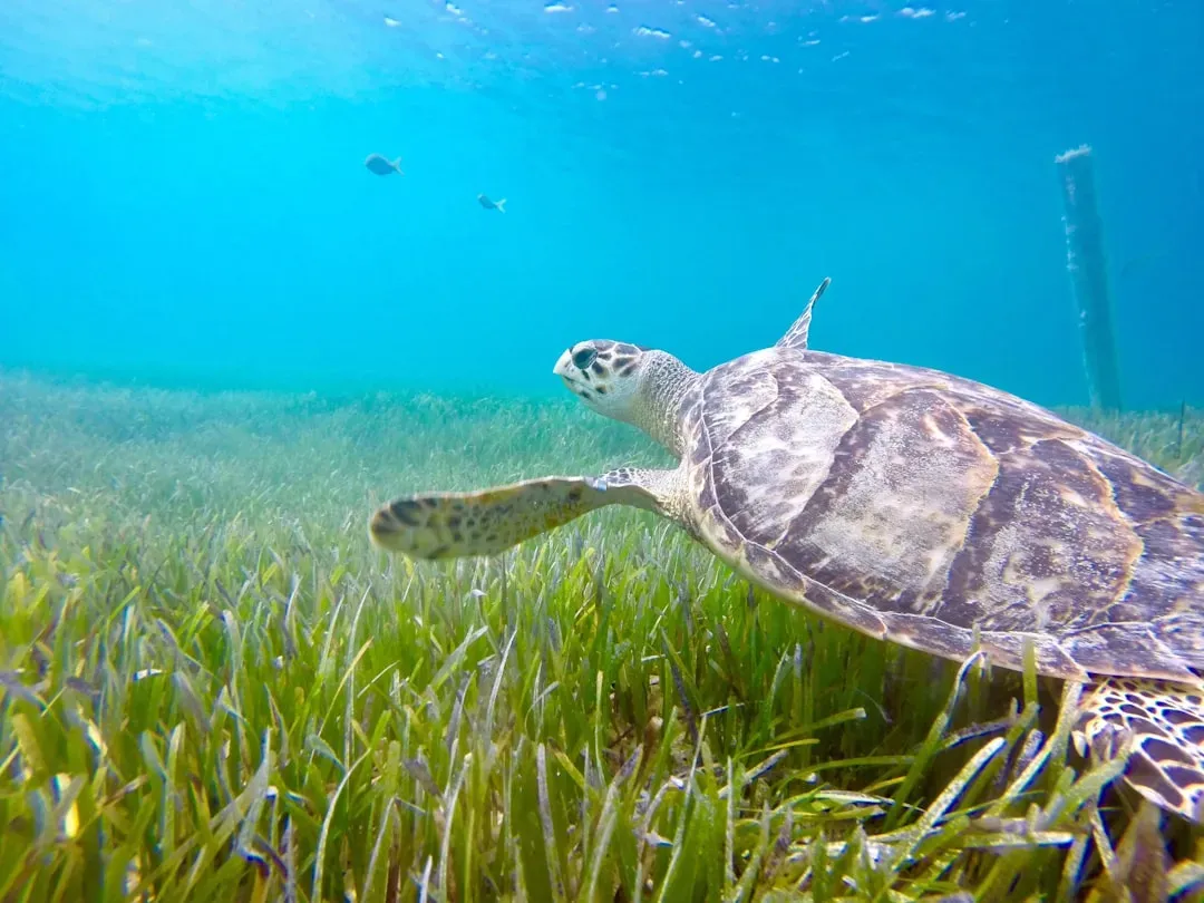 8. Biscayne National Park, Florida: A Coral Kingdom Under the Surface (Image Credits: Unsplash)