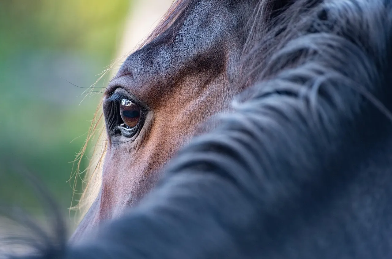 18. The &ldquo;Flat-Eyed&rdquo; Look That Doesn't Go Away (Image Credits: Pixabay)