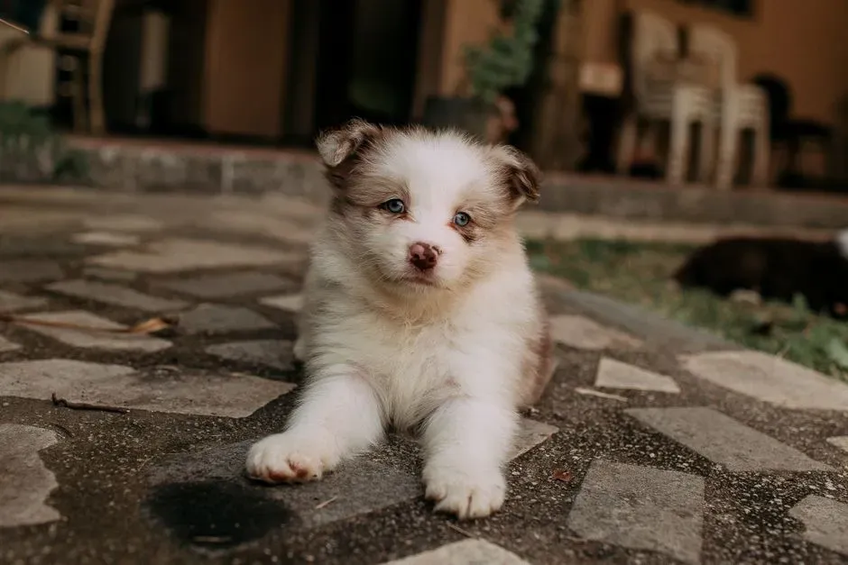 2. House training takes longer than the cute videos suggest (Image Credits: Pexels)