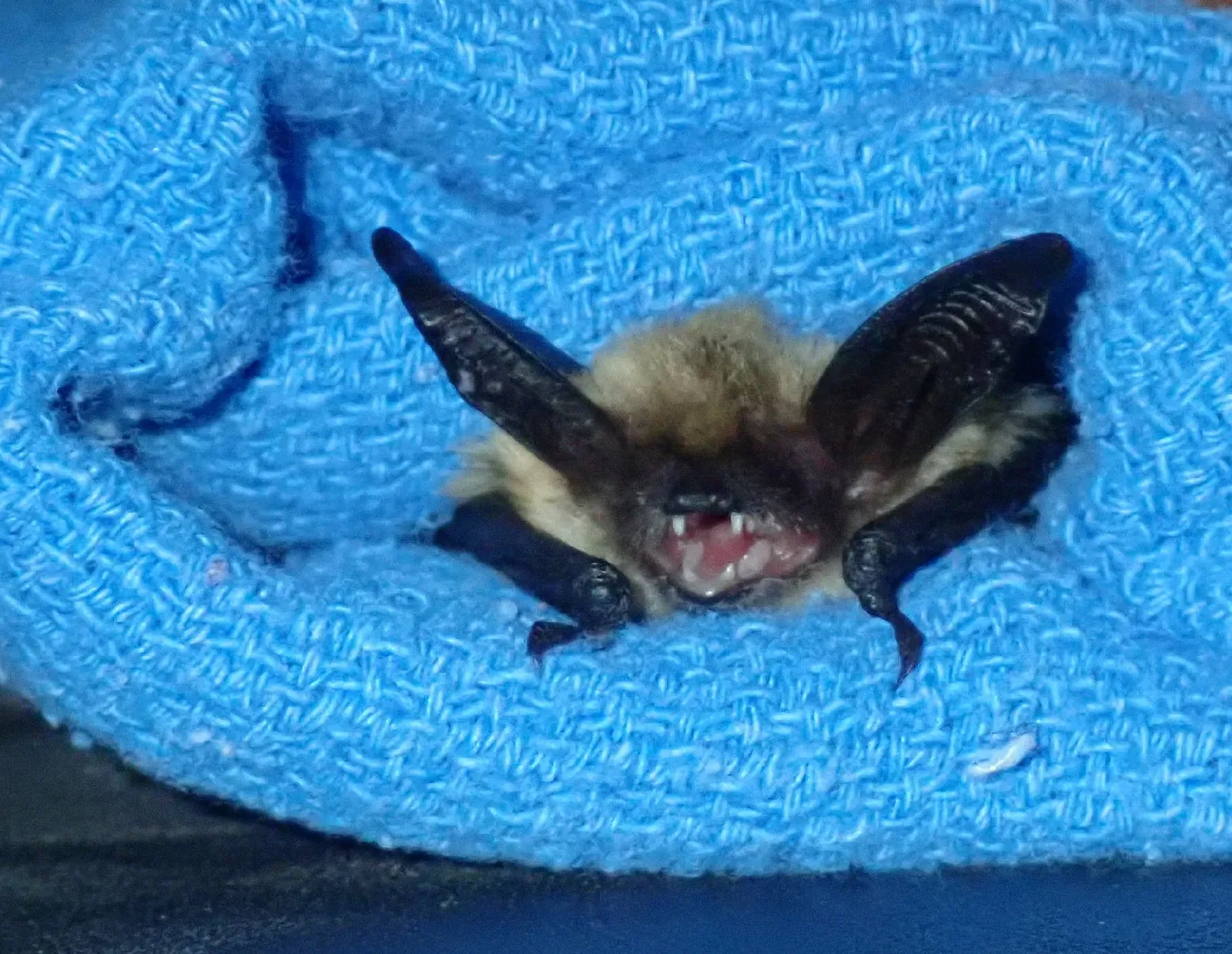 Access to Water Sources (Bat research in southern Oregon, Public domain)