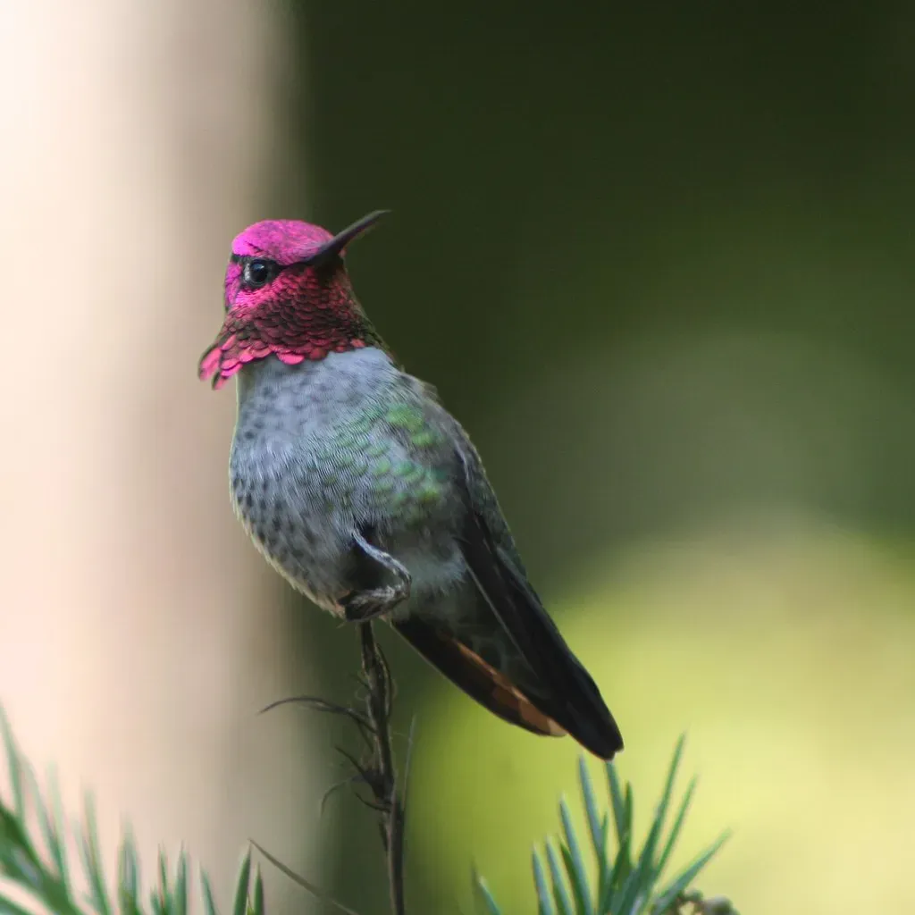 2. Anna's Hummingbird (Calypte anna) (humanesocietyoftheunitedstates, Flickr, CC BY 2.0)