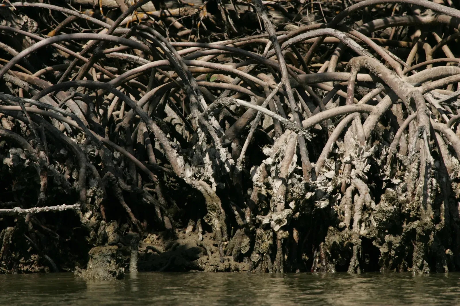 Mangroves and Plants Rewriting the Coast (By Steve Hillebrand, U.S. Fish and Wildlife Service, Public domain)