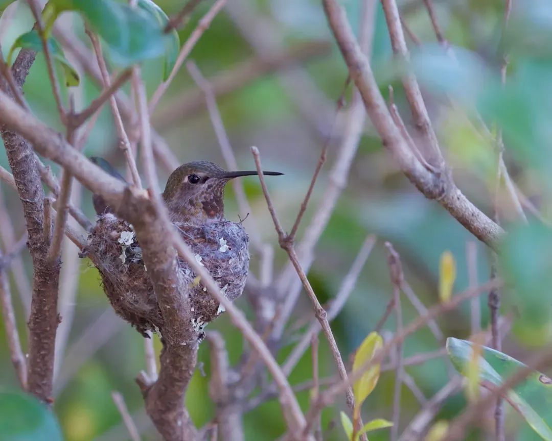 Anna's Hummingbird: Stitched Together with Spider Silk (Image Credits: Unsplash)