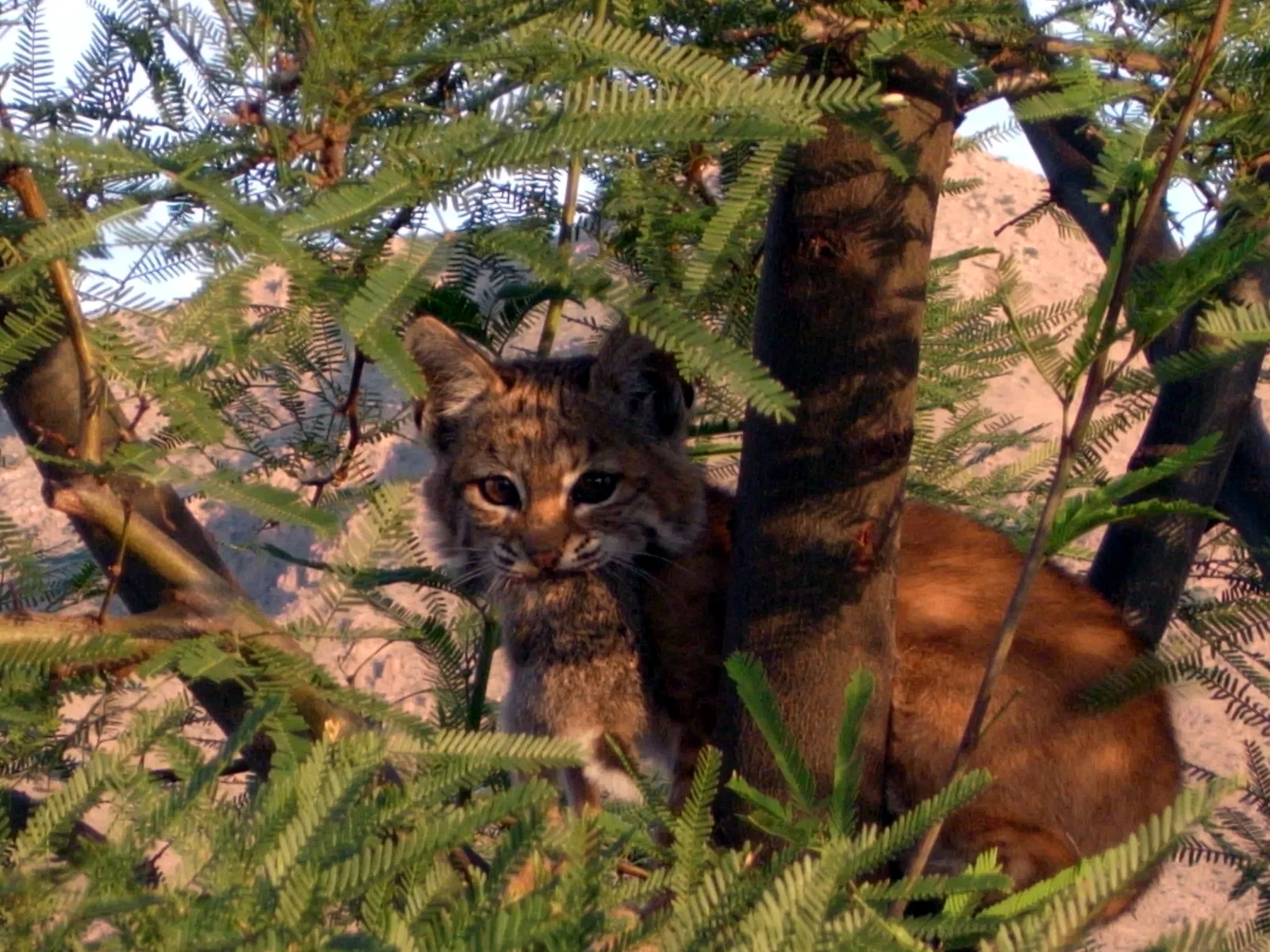 Ambush Tactics Make Every Attempt Count More (By Emerika, CC BY 3.0)
