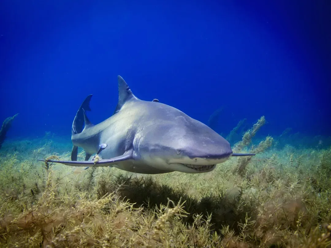 The Only Shark Built for Freshwater Adventures (Image Credits: Unsplash)