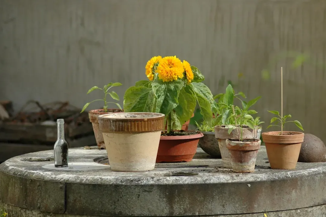 Understanding the Real Lifespan of Houseplants (Image Credits: Unsplash)