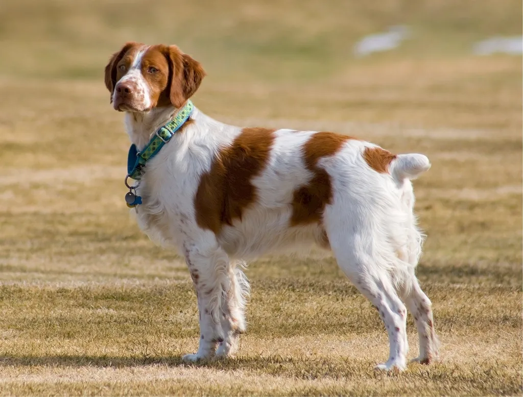 #11 - Brittany (The Family Hunting Dog Nobody's Passing Down) (Image Credits: Rawpixel)