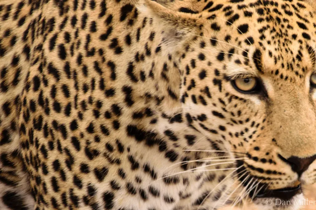 Flexible Activity Patterns Synchronized With Prey (DJM Photos, Flickr, CC BY 2.0)