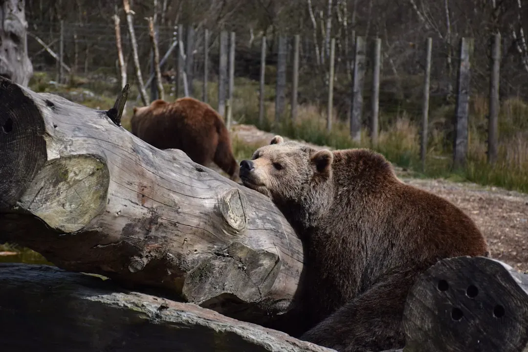 The Strange Science of Hibernation and Muscle Preservation (Image Credits: Unsplash)