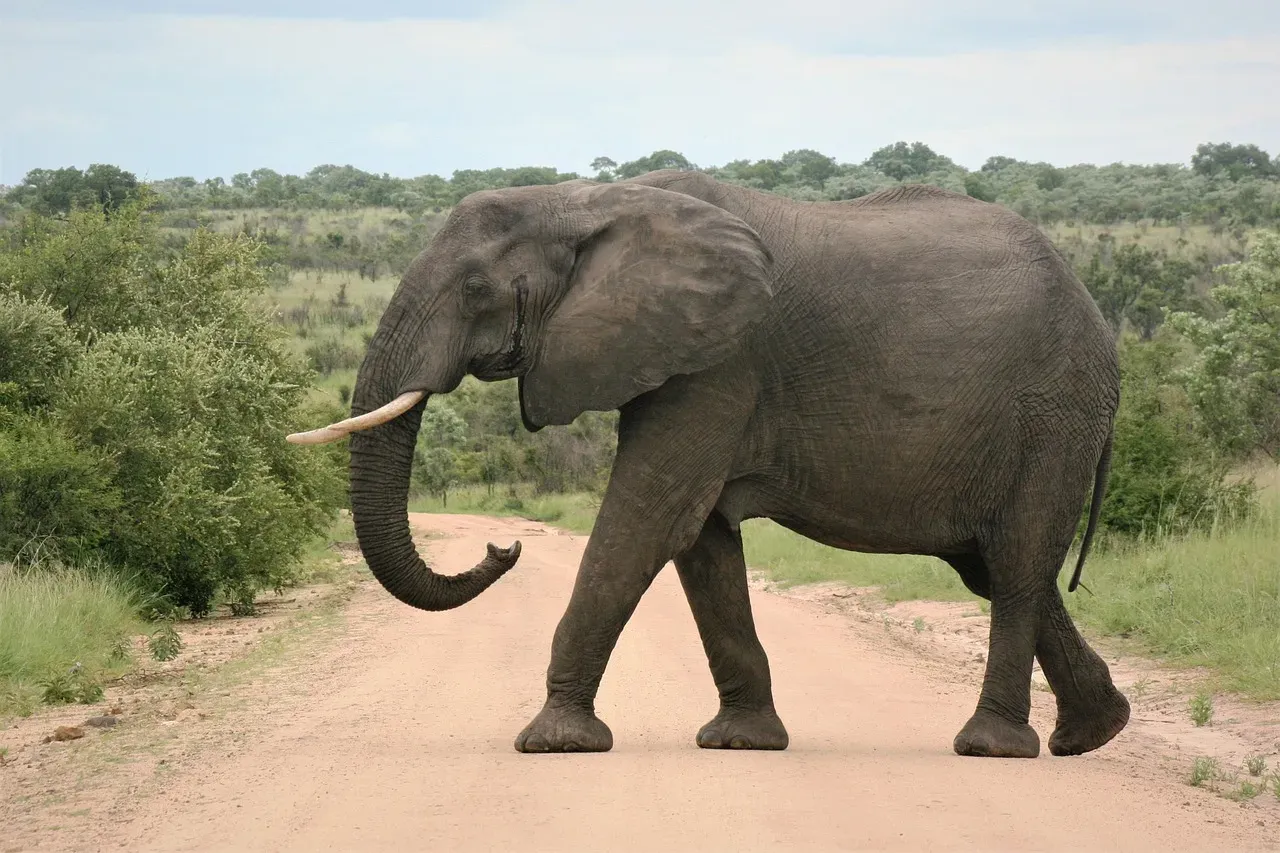 The Matriarch: Living Library of the Herd (Image Credits: Pixabay)