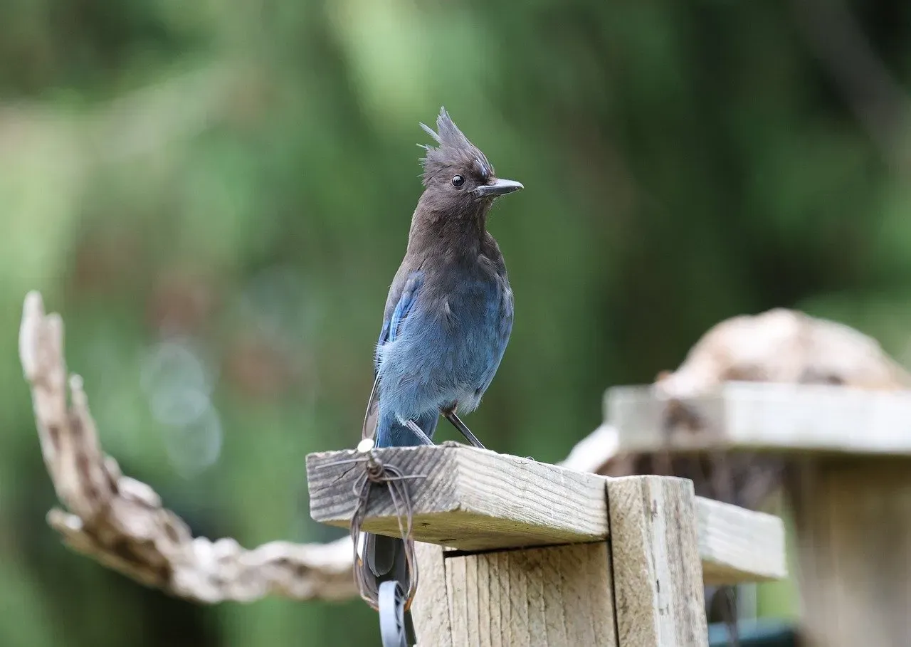 9. The Blue Jay: The Bold, Brainy Beauty (Image Credits: Pixabay)