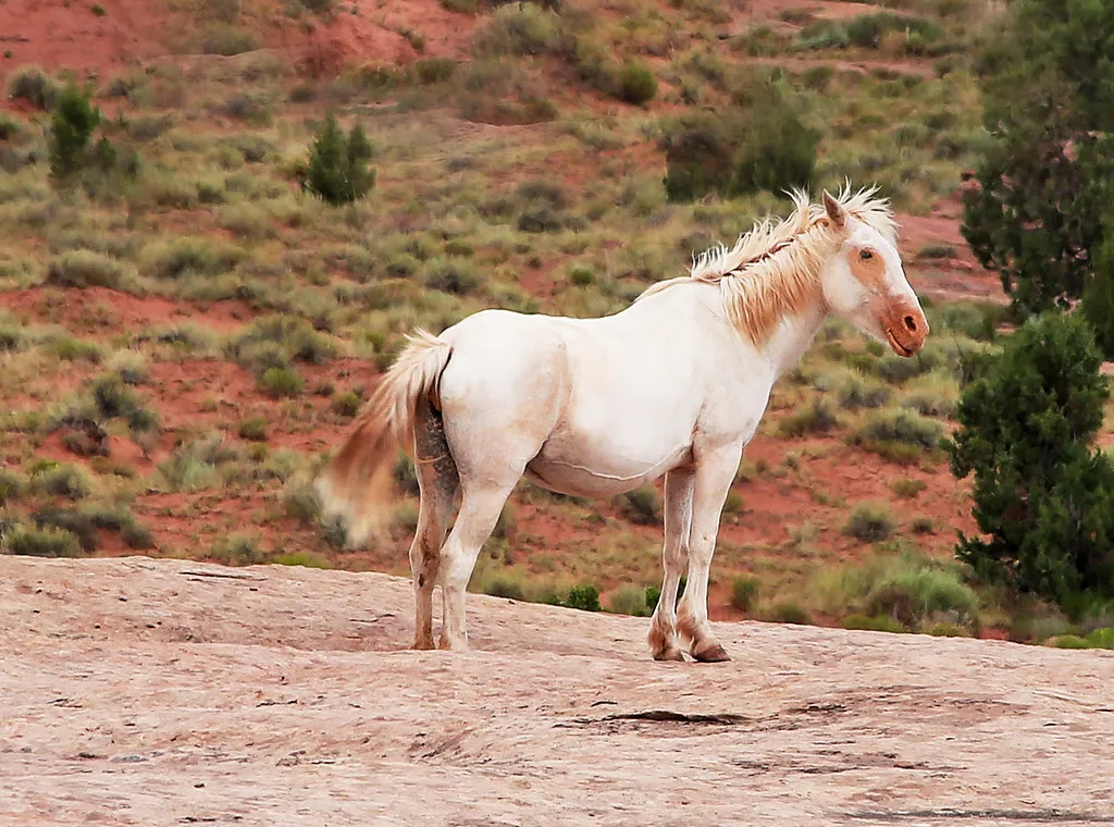 When Horses Remember Harm: Fear, Avoidance, and “Problem” Behavior (Rennett Stowe, Flickr, CC BY 2.0)