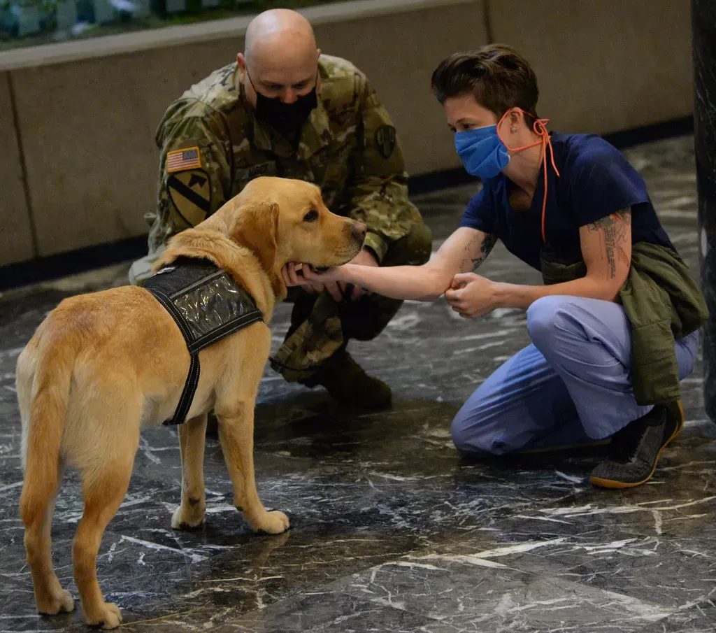 1. Labrador Retriever: The Gold Standard (The National Guard, Flickr, CC BY 2.0)