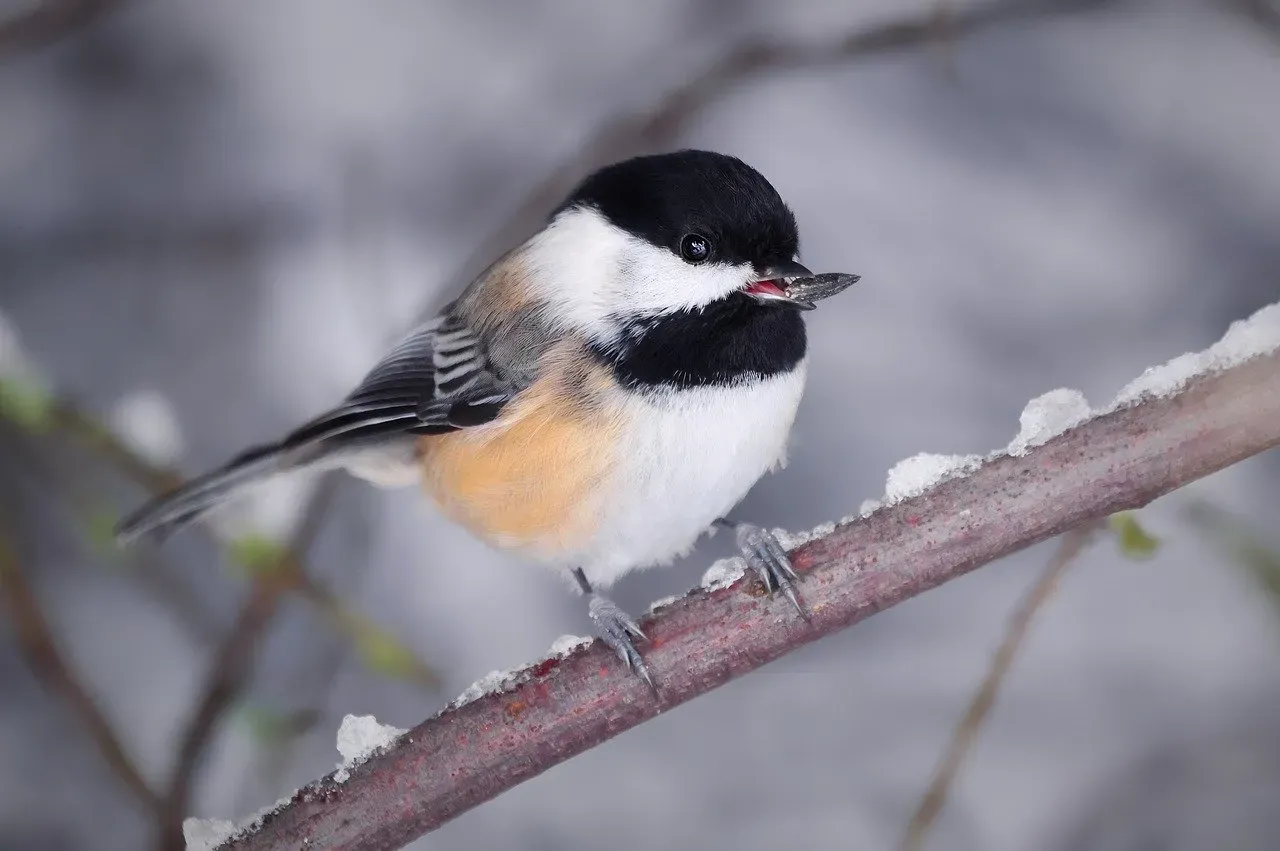 8. The Black-Capped Chickadee: The Tiny Winter Warrior (Image Credits: Pixabay)
