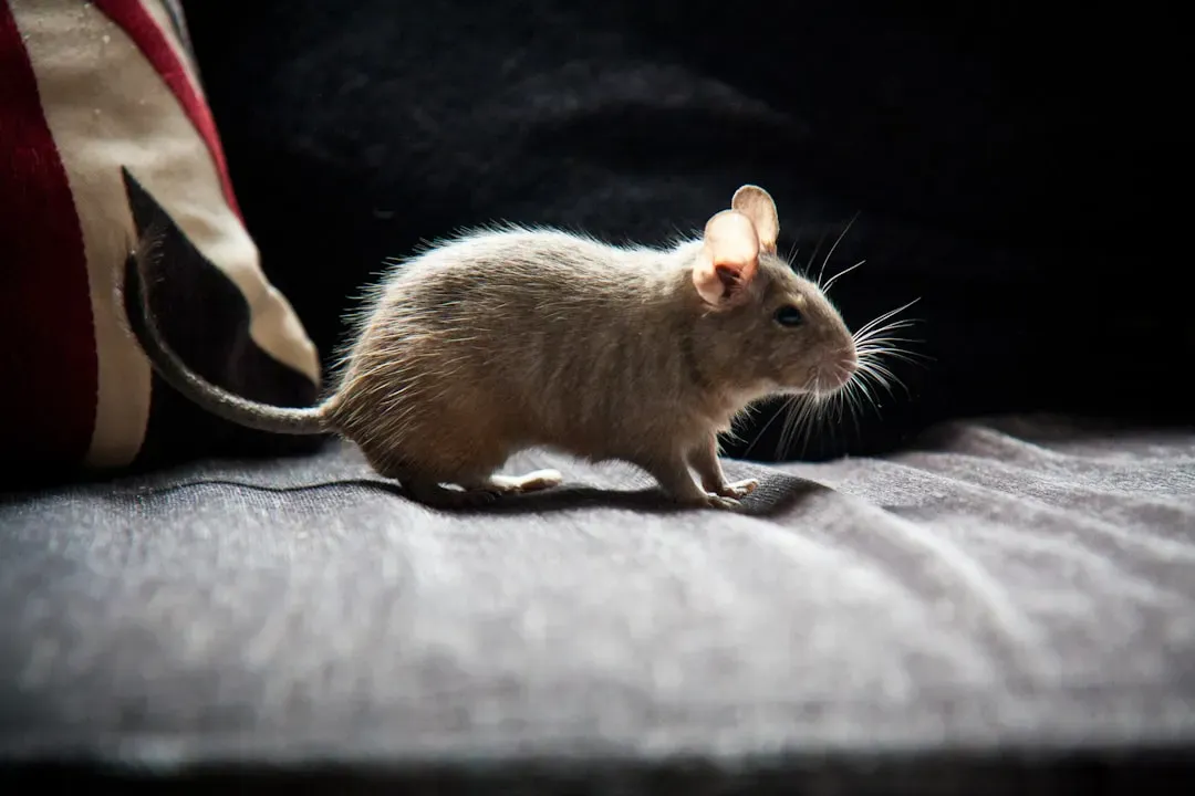 8. Rat: The Underrated Scent Detective (Image Credits: Unsplash)