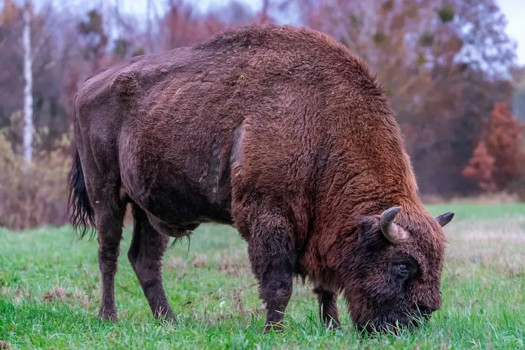 Bison: The Grassland Sculptors (Image Credits: Unsplash)