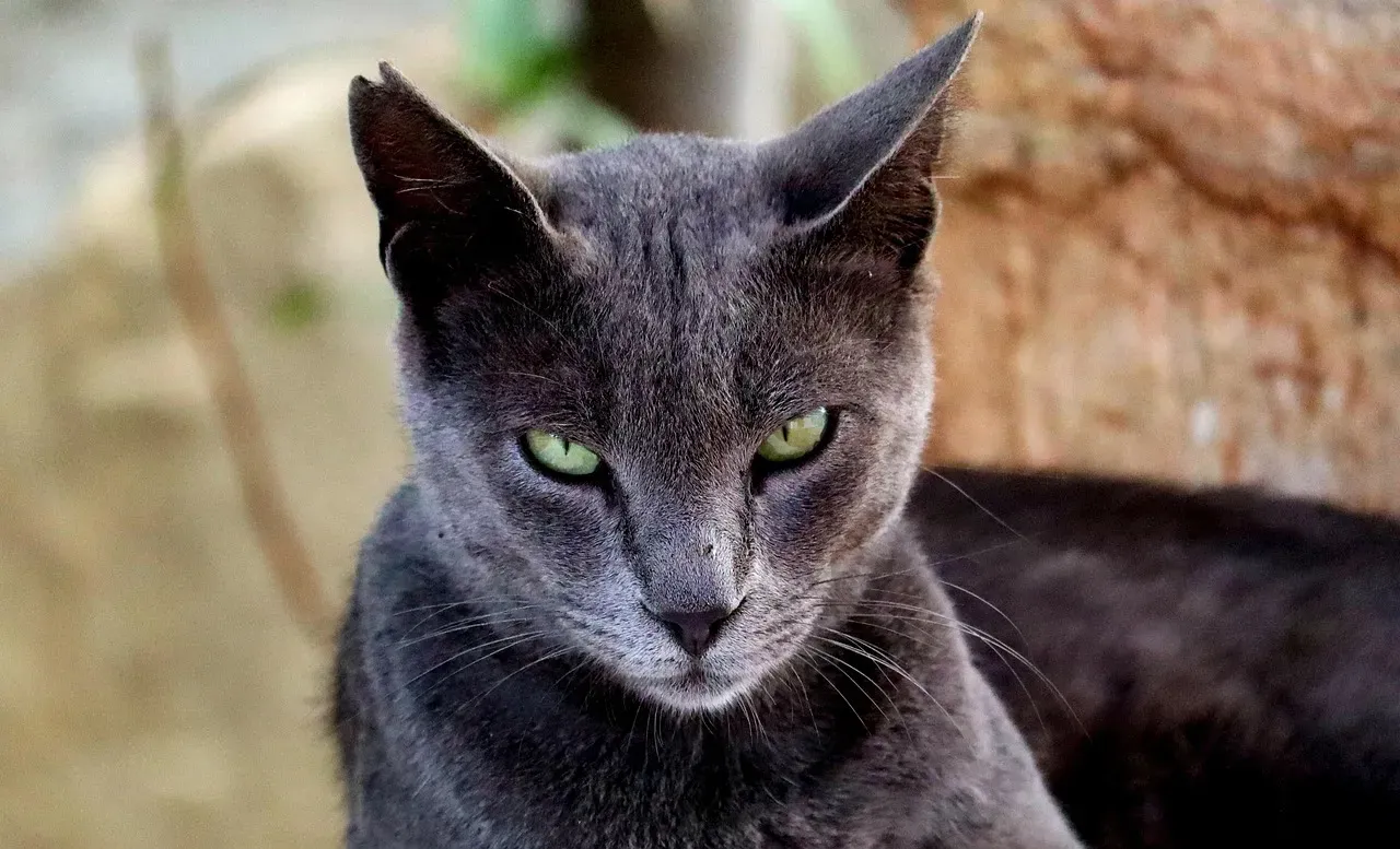 ESTJ: Chartreux (Image Credits: Pixabay)
