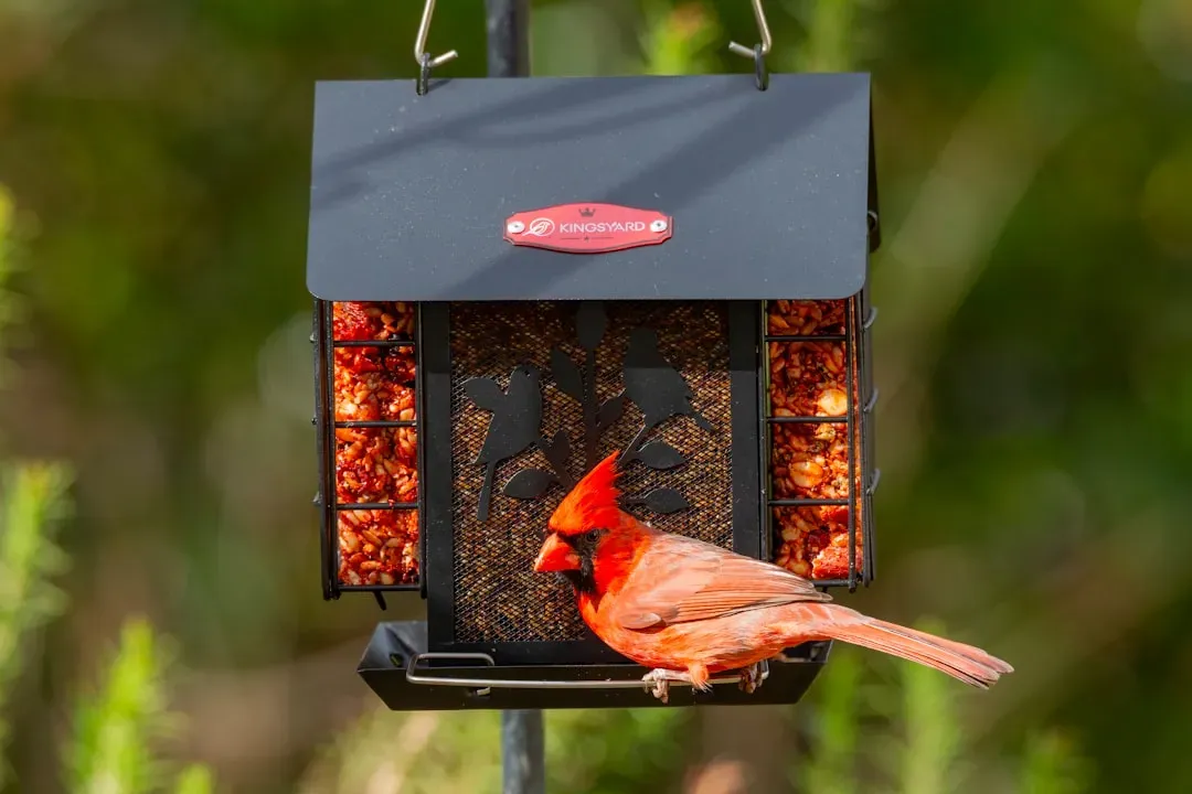 They Visit Feeders With Regularity (Image Credits: Unsplash)