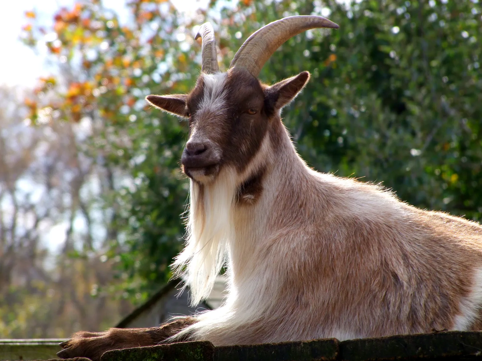 Conclusion: It Is Time to Stop Underestimating the Goat (Goat, CC BY 2.0)