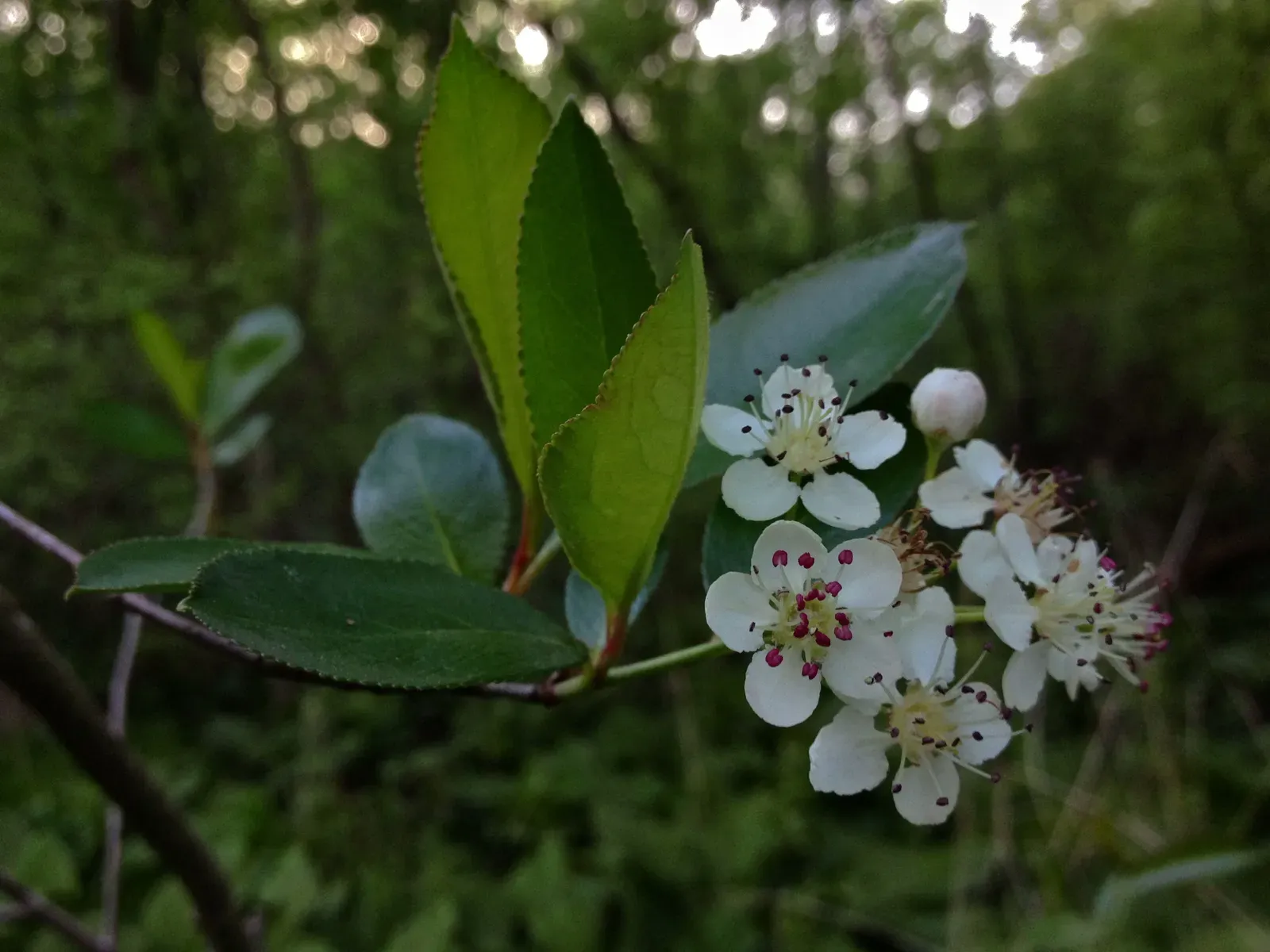Black Chokeberry (Aronia melanocarpa) (By Fritzflohrreynolds, CC BY-SA 3.0)