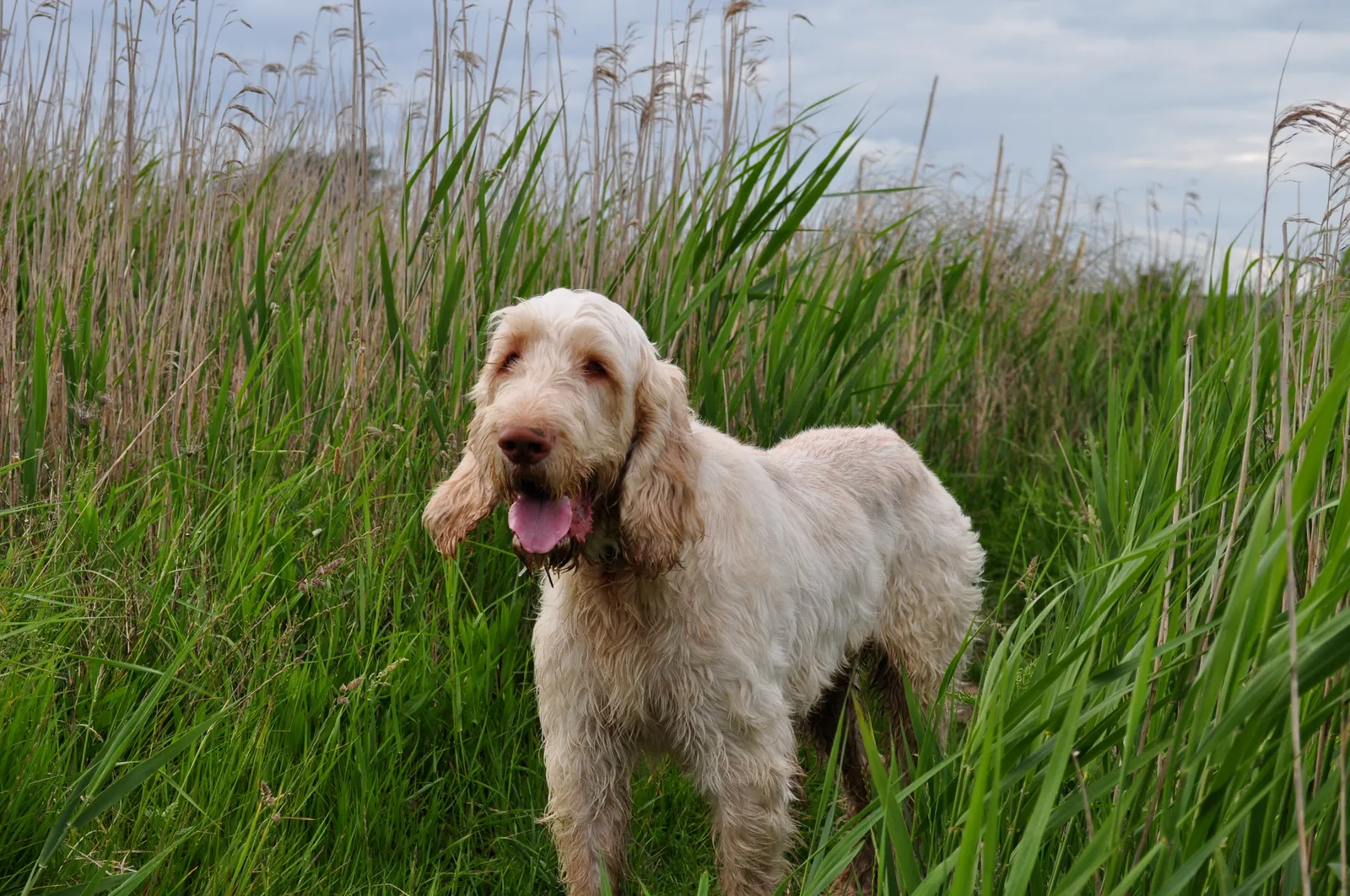 #11 Spinone Italiano: The Rustic Beard Nobody Discovered (Flickr: Italian something hound?, CC BY-SA 2.0)