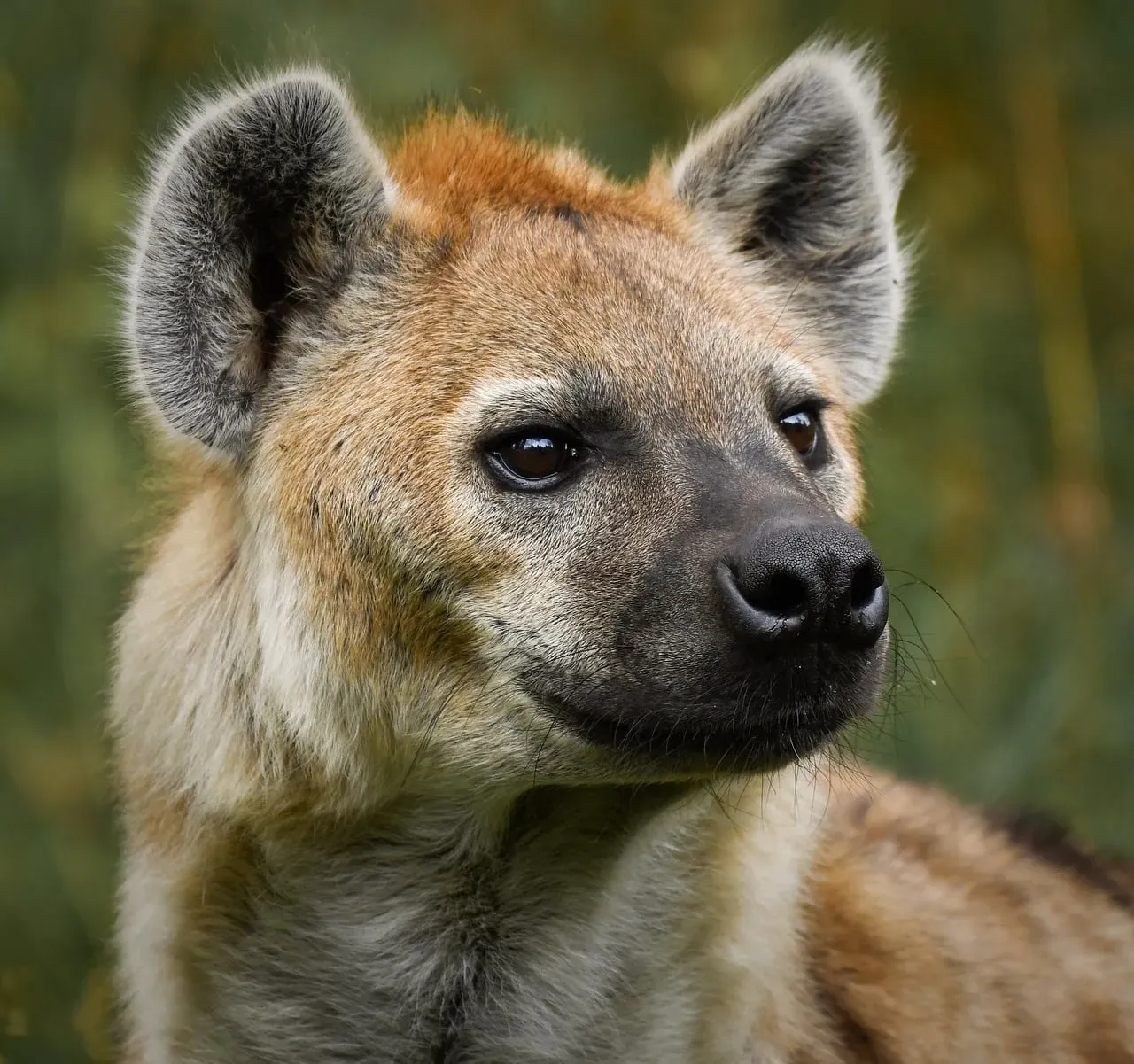 #9. Sagittarius (November 22 &ndash; December 21): The Hyena (Image Credits: Pixabay)