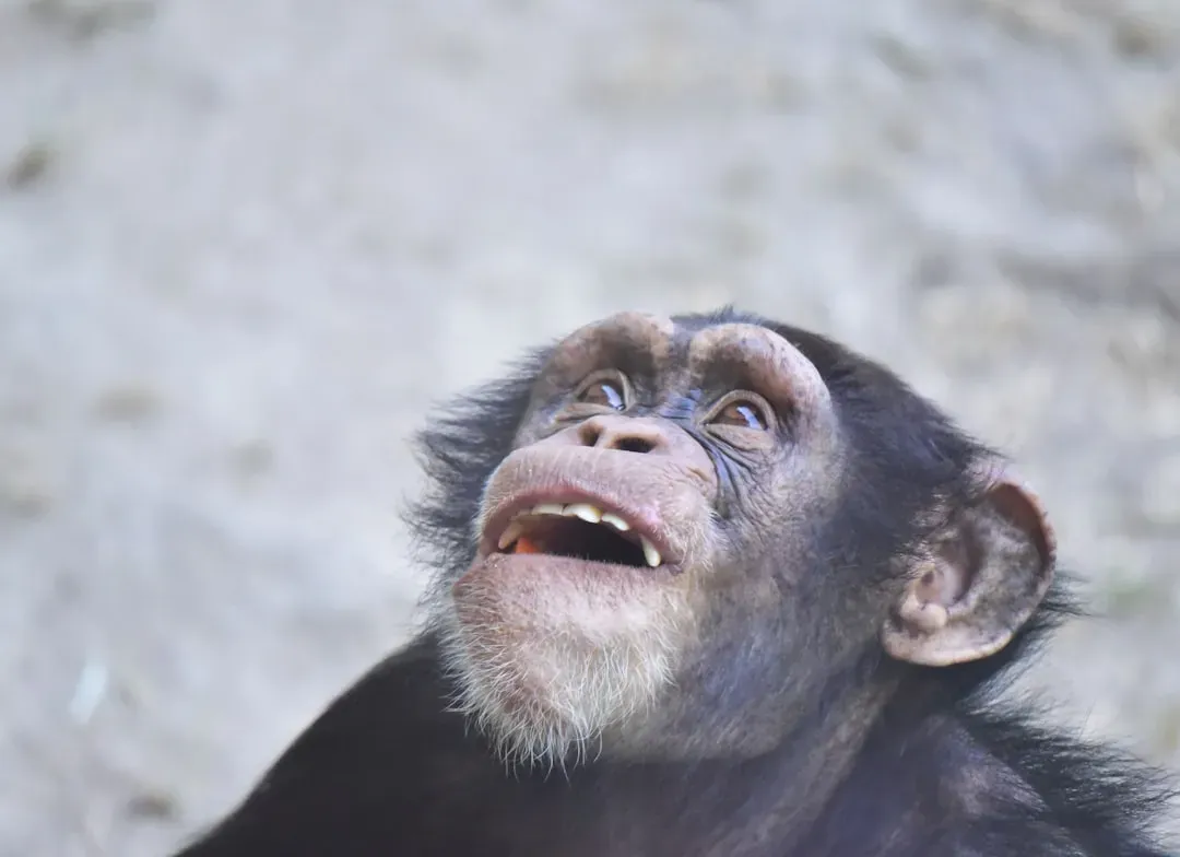 Chimpanzees: Our Laughing Cousins (Image Credits: Unsplash)