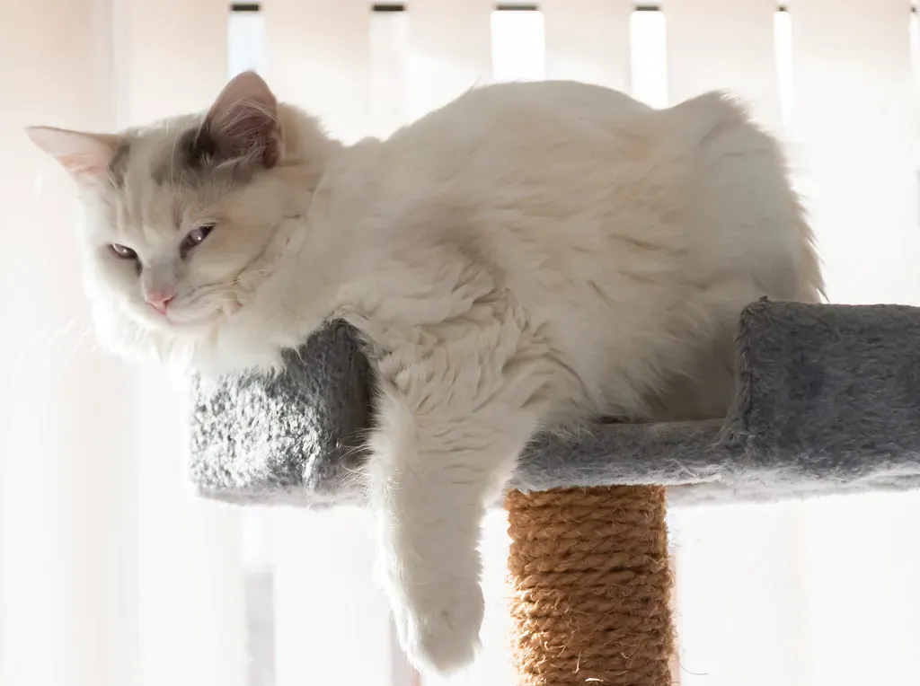 #6 You Should Adopt: The Ragdoll (Jules & Jenny, Flickr, CC BY 2.0)