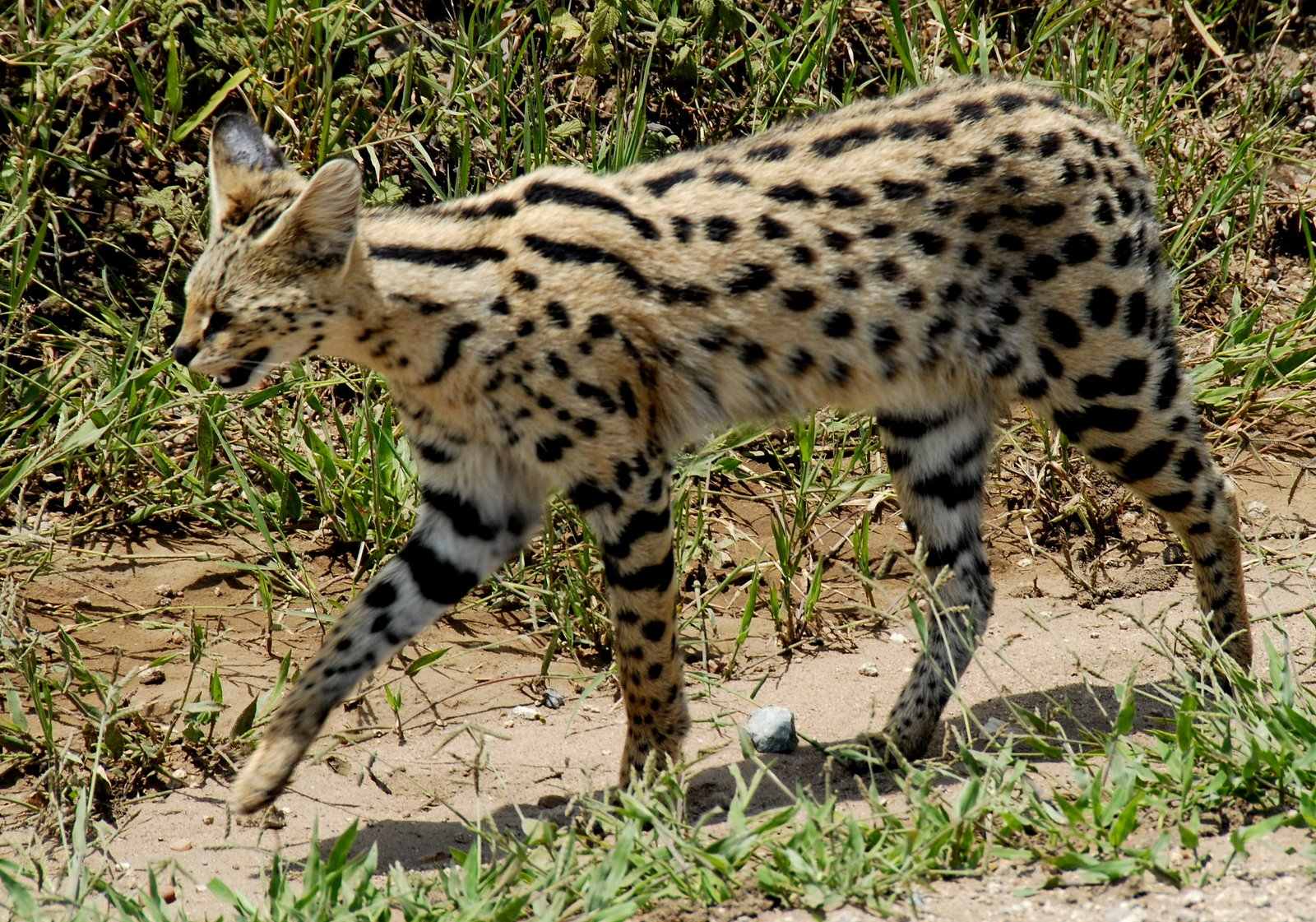 Serval: The Leggy Hunter That Belongs in Africa (Image Credits: Wikimedia)
