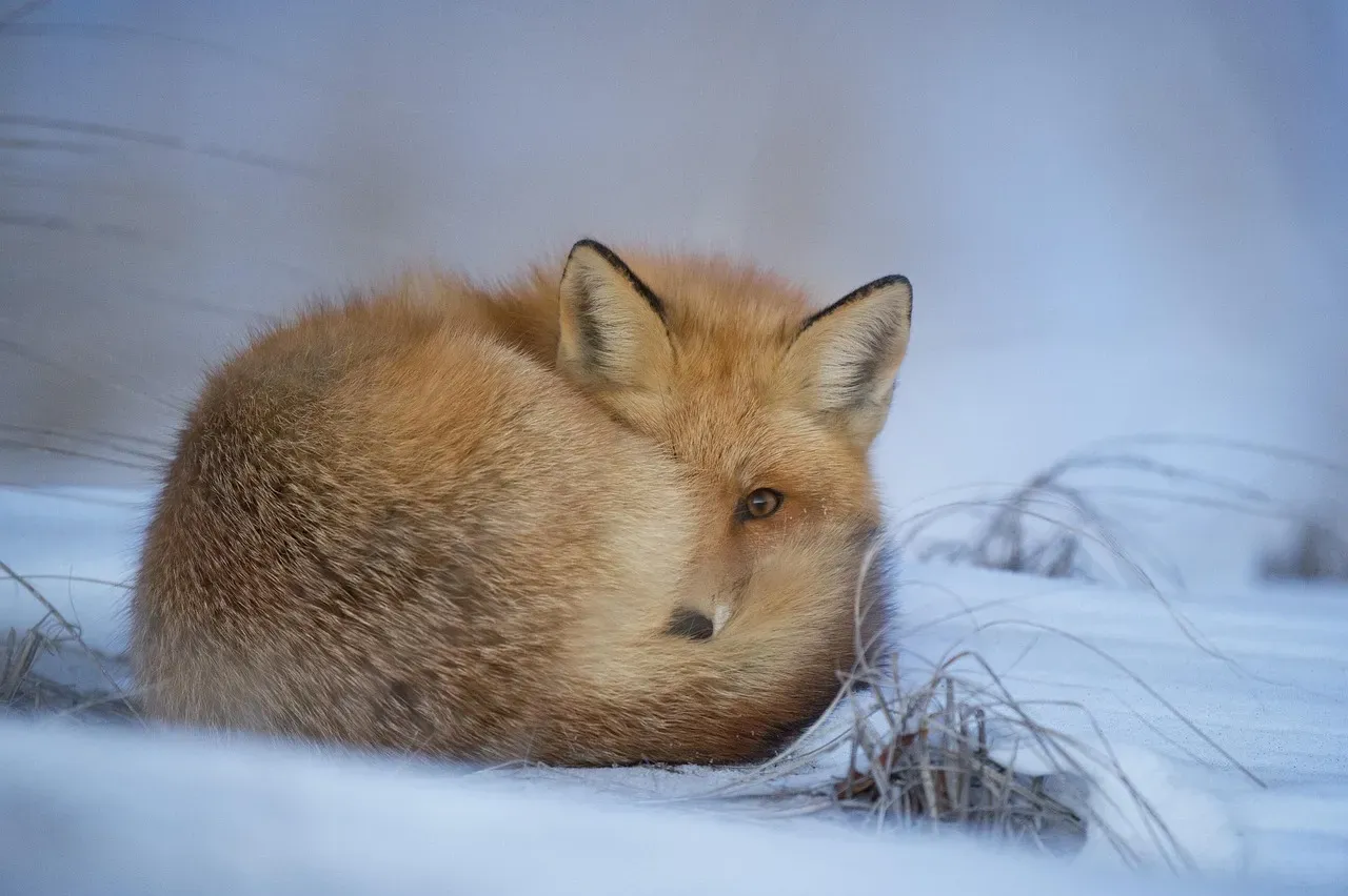 5. Arctic Foxes Switch Coats Between Brown and White Seasonally (Image Credits: Pixabay)