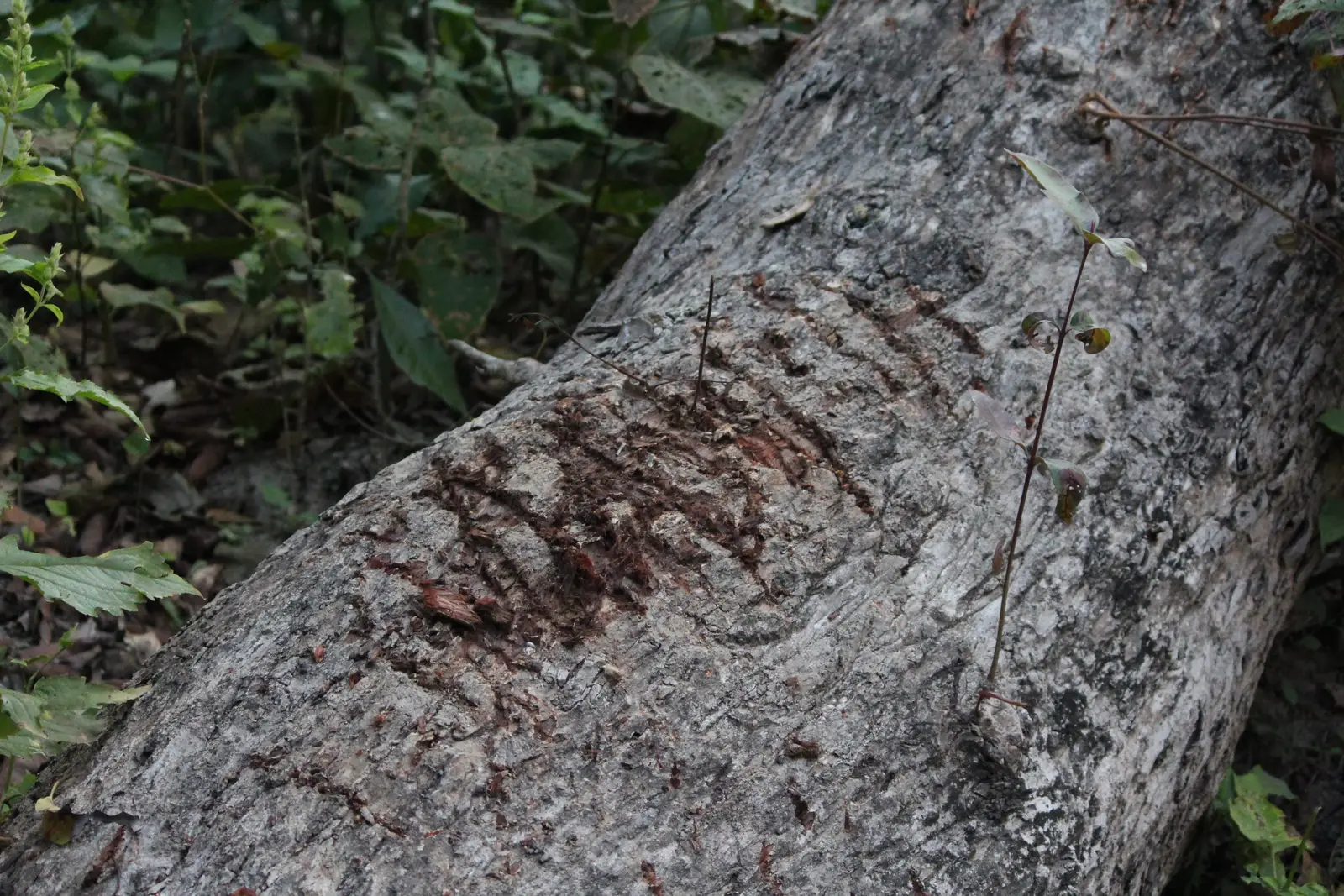 4. Scratches and Bark Markings (By Vedang Narain, CC BY-SA 4.0)