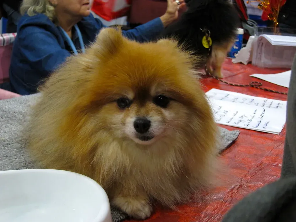 9. Pomeranian: Tiny Watchdog, Big Heart (Image Credits: Flickr)