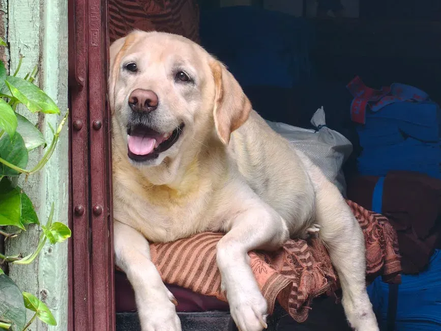 3. Labrador Retriever: Loyalty With a Wagging Tail (Image Credits: Pexels)