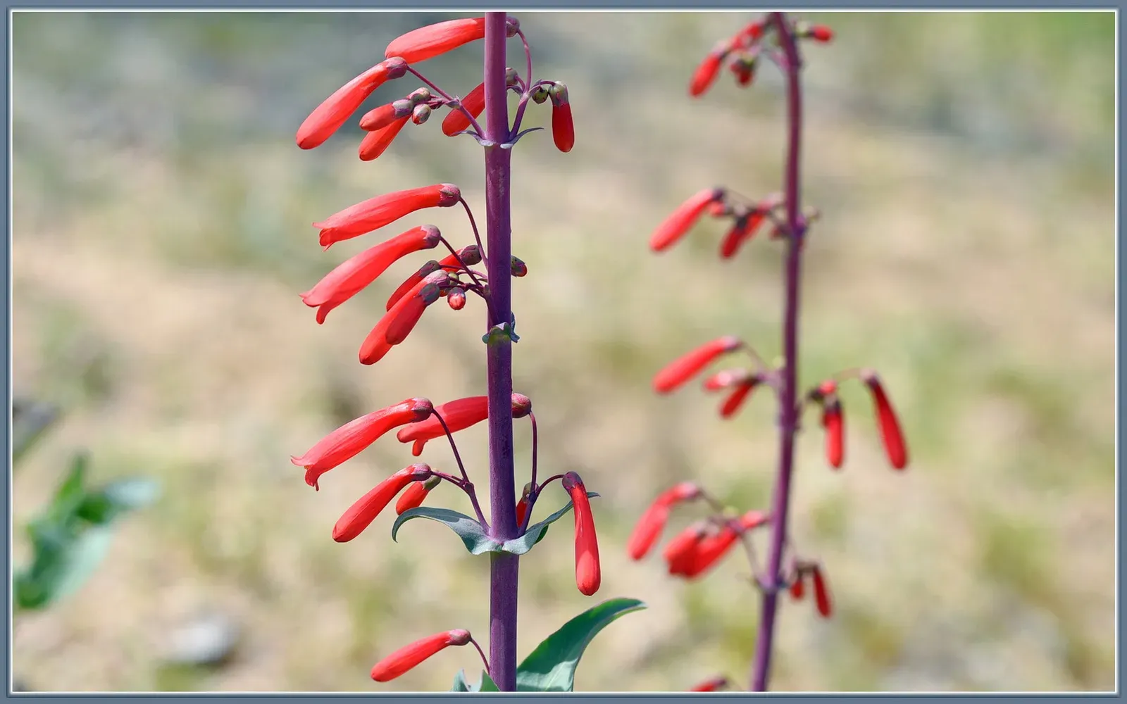 7. Penstemon (Beardtongue) - The Tubular Flower Built for Hummingbirds (Imported from 500px (archived version) by the Archive Team. (detail page), CC BY 3.0)